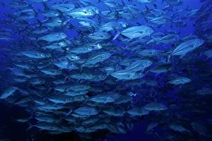 Caranx: Shoal of Jacks, Caranx sexfasciatus, Walindi, West New Brita