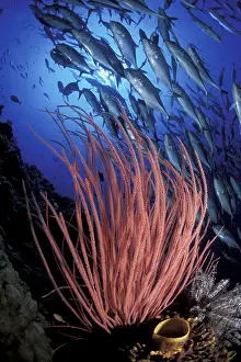 Caranx: Shoal of Jacks behind red sea whips, Caranx sexfasciatus, Wi