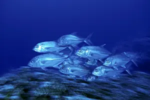 Brit: Shoal of Jacks, swimming, Caranx sexfasciatus, West New Brit