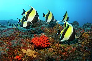 Rican: Shoal of Moorish idols (Zanclus cornutus), swimming