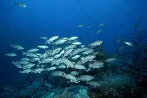 Grunt: Shoal of peruvian gray or Galapagos grunt Orthopristis sp. G