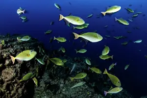 Balistes: Shoal of redtail triggerfish, Xanthichthys mento