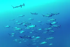 Sphyrna: Shoal of schooling Scalloped hammerhead sharks