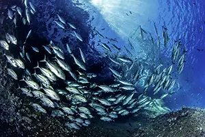 Caranx: Shoal of shoal of bigeye jack, Caranx sexfasciatus