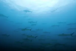 Sharks: Shoal of Silky sharks, Carcharhinus falciformis, Malpelo Isl