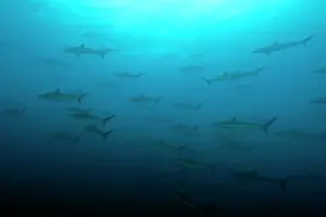 Sharks: Shoal of Silky sharks, Carcharhinus falciformis, Malpelo Isl