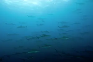 Sharks: Shoal of Silky sharks, Carcharhinus falciformis, Malpelo Isl