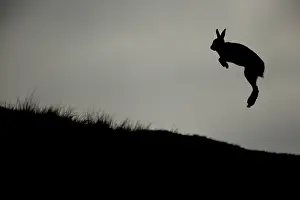 Shocked: A shocked Mountain Hare (Lepus timidus) leaps into