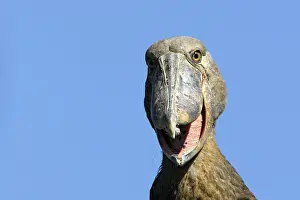 Shoebills: Shoebill