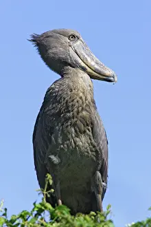 Shoebills: Shoebill