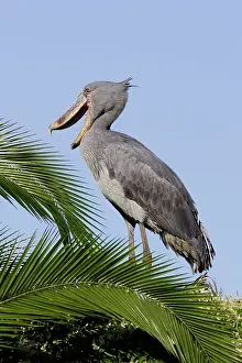 Shoebills: Shoebill
