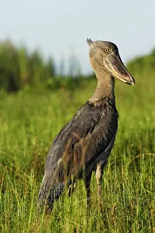 Shoebills: Shoebill