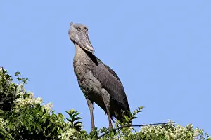 Shoebills: Shoebill