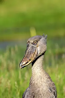 Shoebills: Shoebill