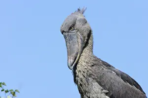 Shoebills: Shoebill