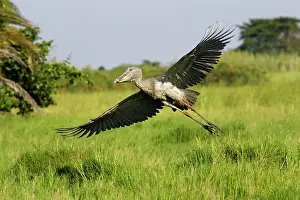 Shoebills: Shoebill