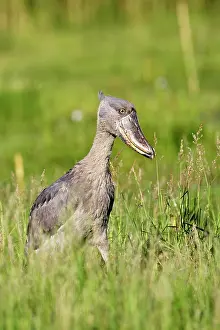 Shoebills: Shoebill