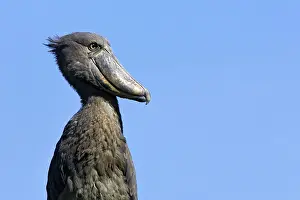 Shoebills: Shoebill