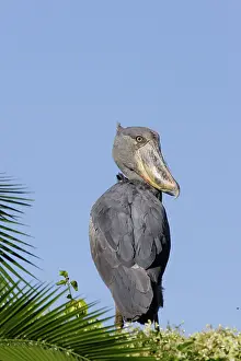 Shoebills: Shoebill