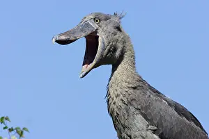 Shoebill: Shoebill