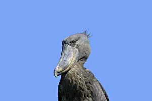 Shoebill: Shoebill