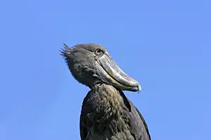 Shoebill: Shoebill