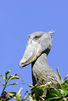 Shoebill: Shoebill