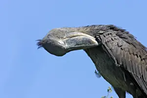 Shoebill: Shoebill