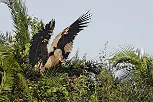 Shoebill: Shoebill