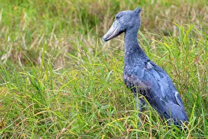 Balaeniceps: Shoebill (Balaeniceps rex), also Abu Markub, in