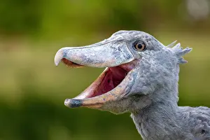 Balaeniceps: Shoebill (Balaeniceps rex), also Abu Markub, animal