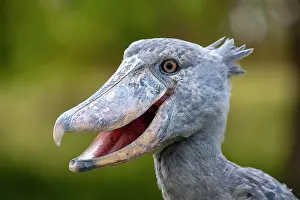 Balaeniceps: Shoebill (Balaeniceps rex), also Abu Markub, animal