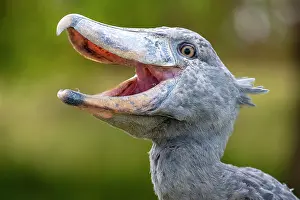 Balaeniceps: Shoebill (Balaeniceps rex), also Abu Markub, animal