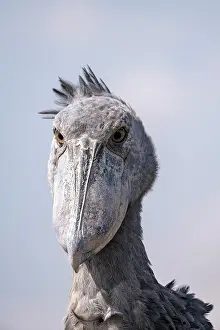 Balaeniceps: Shoebill (Balaeniceps rex), also Abu Markub, animal