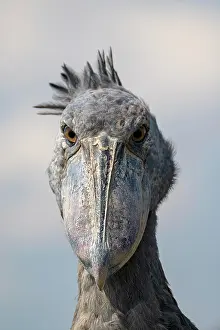 Balaeniceps: Shoebill (Balaeniceps rex), also Abu Markub, animal