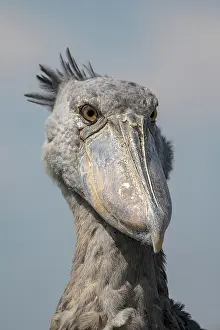 Balaeniceps: Shoebill (Balaeniceps rex), also Abu Markub, animal