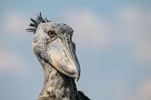 Balaeniceps: Shoebill (Balaeniceps rex), also Abu Markub, animal