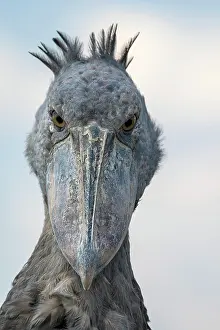 Balaeniceps: Shoebill (Balaeniceps rex), also Abu Markub, animal