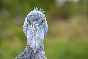 Balaeniceps: Shoebill (Balaeniceps rex), also Abu Markub, animal
