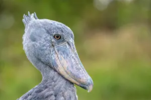 Balaeniceps: Shoebill (Balaeniceps rex), also Abu Markub, animal