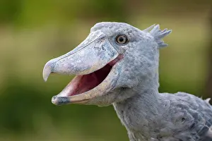 Strange: Shoebill (Balaeniceps rex), also Abu Markub, animal