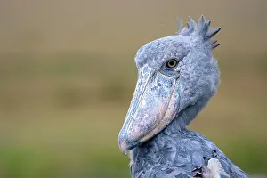 Strange: Shoebill (Balaeniceps rex), also Abu Markub, animal