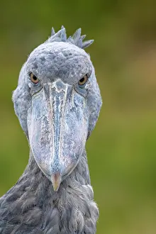 Strange: Shoebill (Balaeniceps rex), also Abu Markub, animal