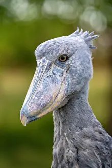 Balaeniceps: Shoebill (Balaeniceps rex), also Abu Markub, Bangweulu