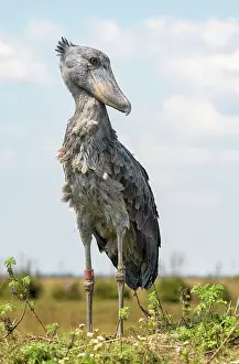 Balaeniceps: Shoebill (Balaeniceps rex), also Abu Markub, looking