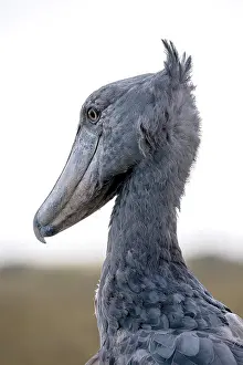 Balaeniceps: Shoebill (Balaeniceps rex), also Abu Markub, portrait