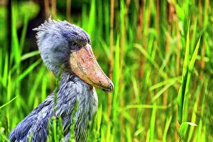 Strange: Shoebill (Balaeniceps rex), Abu Markub, portrait