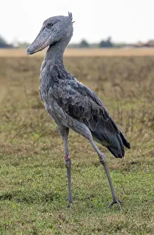 Move: Shoebill (Balaeniceps rex), also Abu Markub, strides