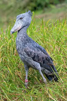 Balaeniceps: Shoebill (Balaeniceps rex), also Abu Markub, striding