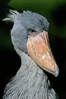 Strange: Shoebill (Balaeniceps rex), adult, portrait, captive